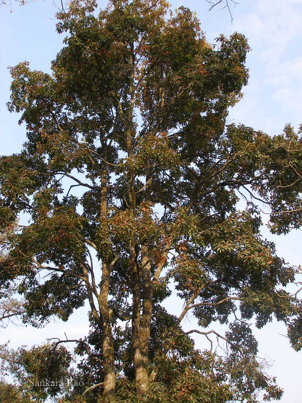 India Flora Online