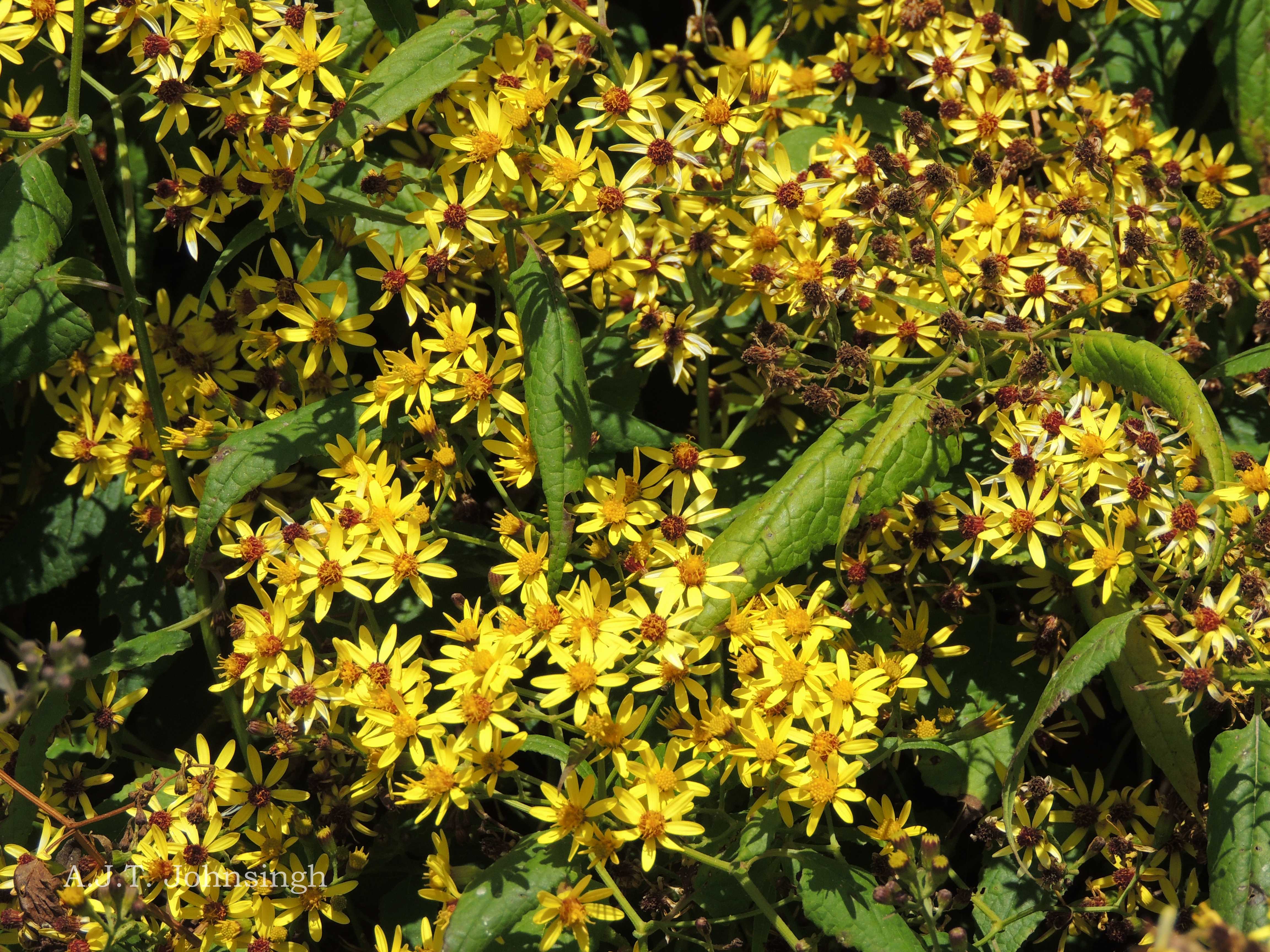 India Flora Online