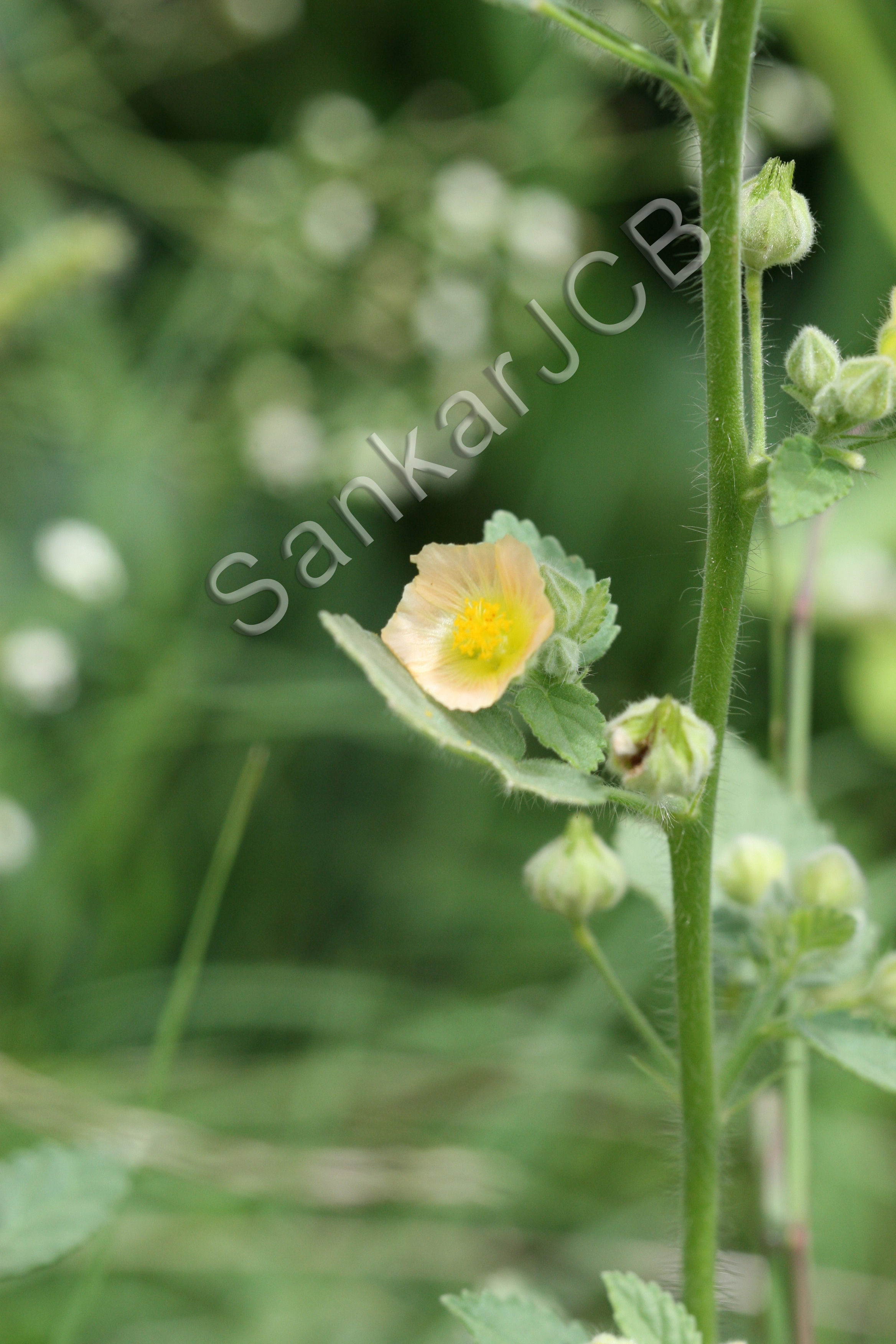 India Flora Online
