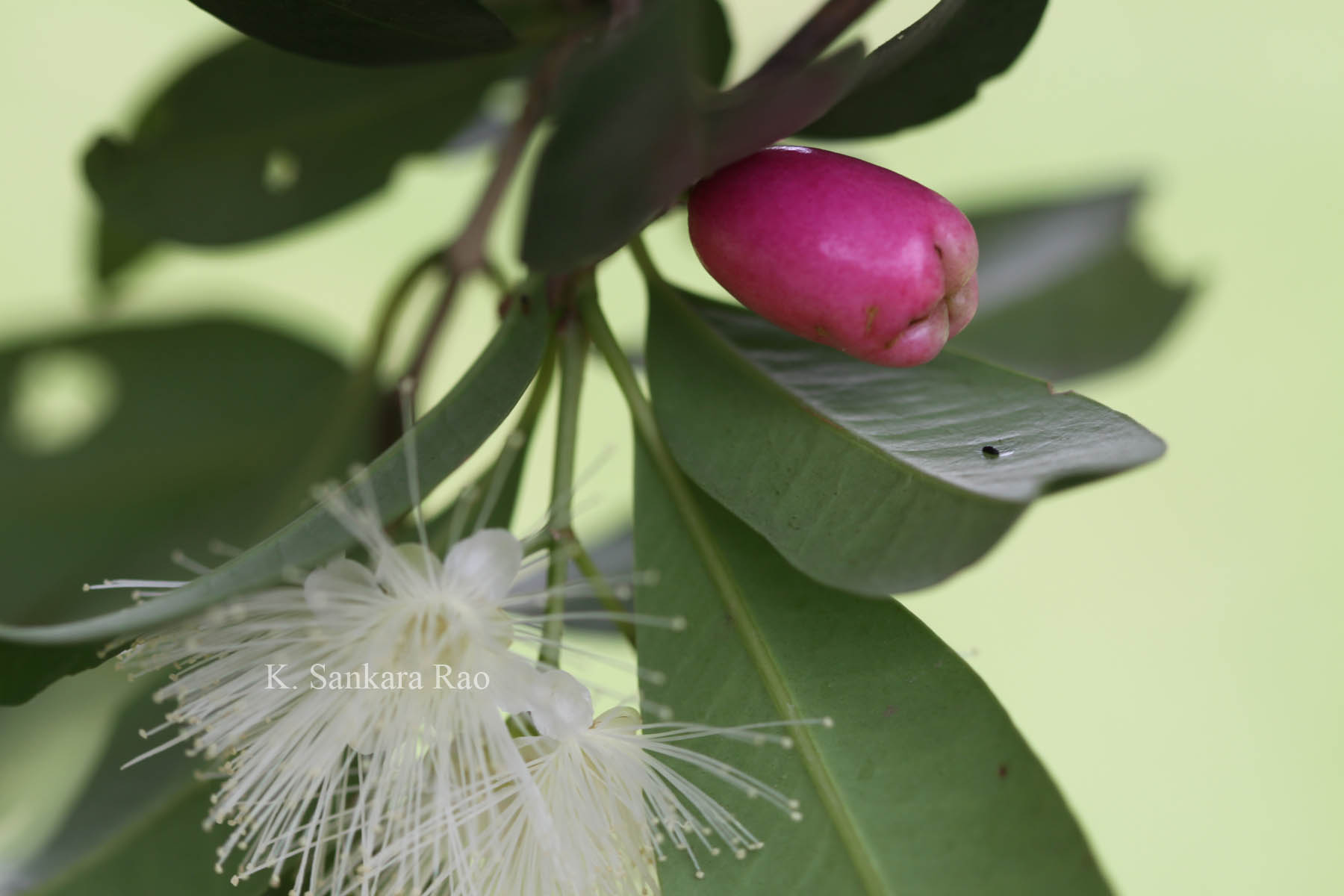 India Flora Online