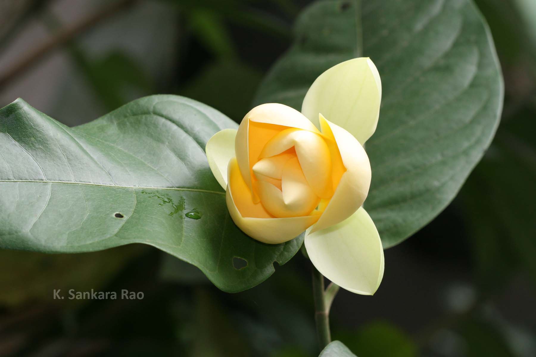 India Flora Online