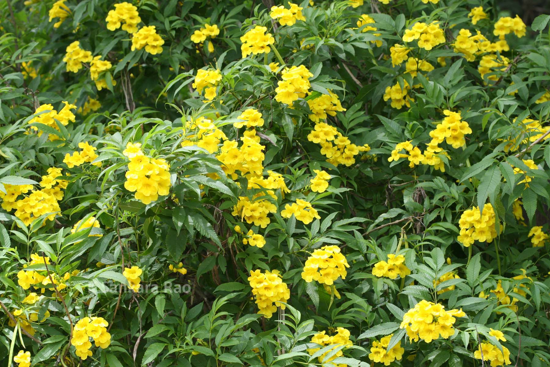 India Flora Online