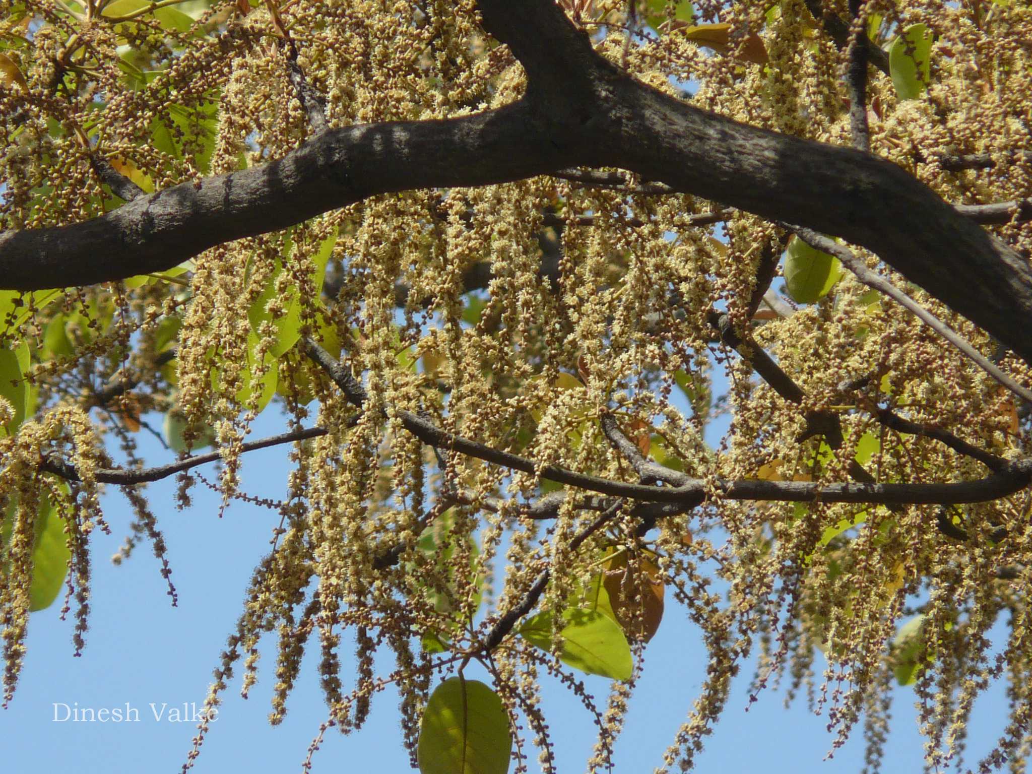 India Flora Online