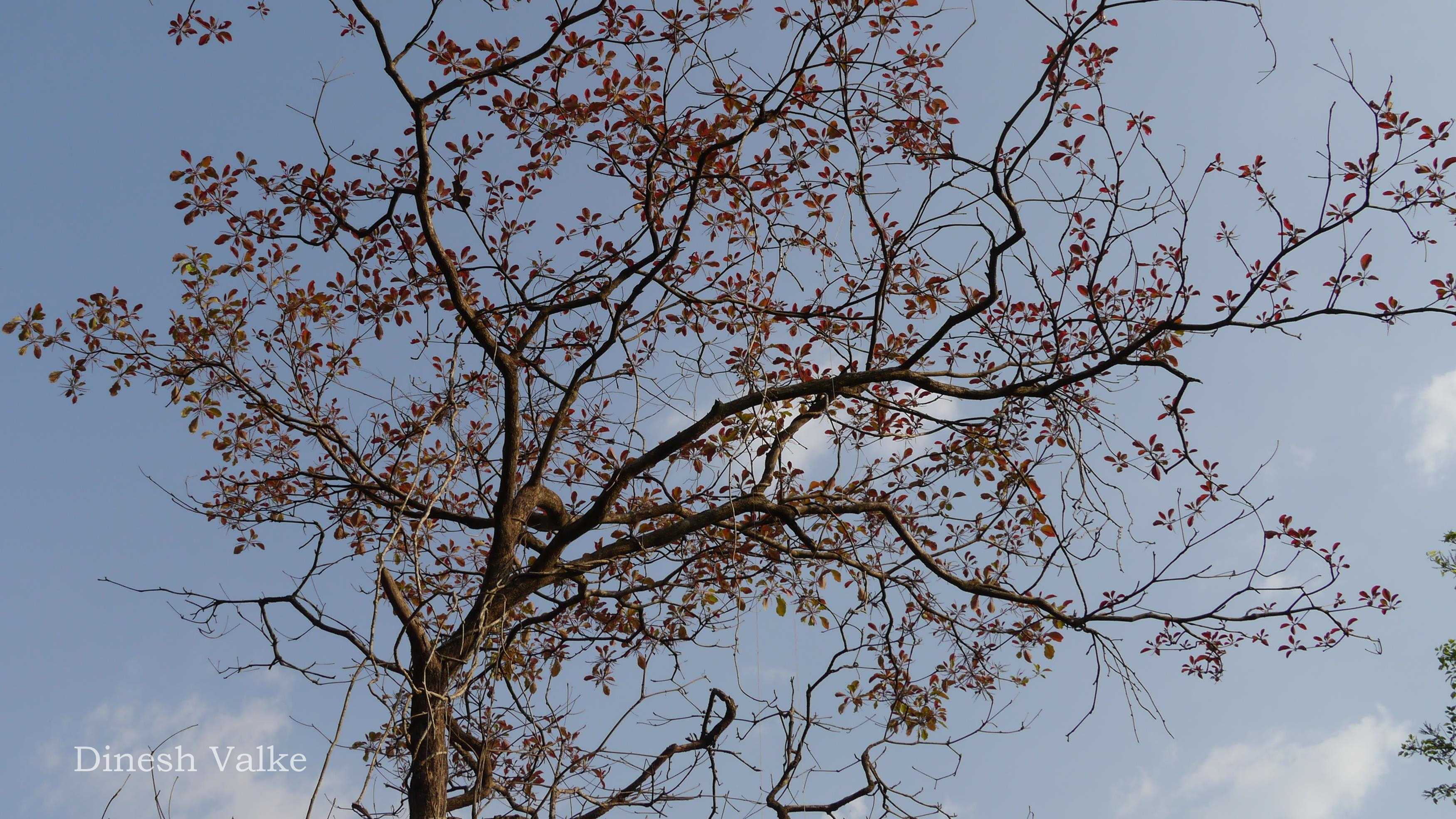 India Flora Online