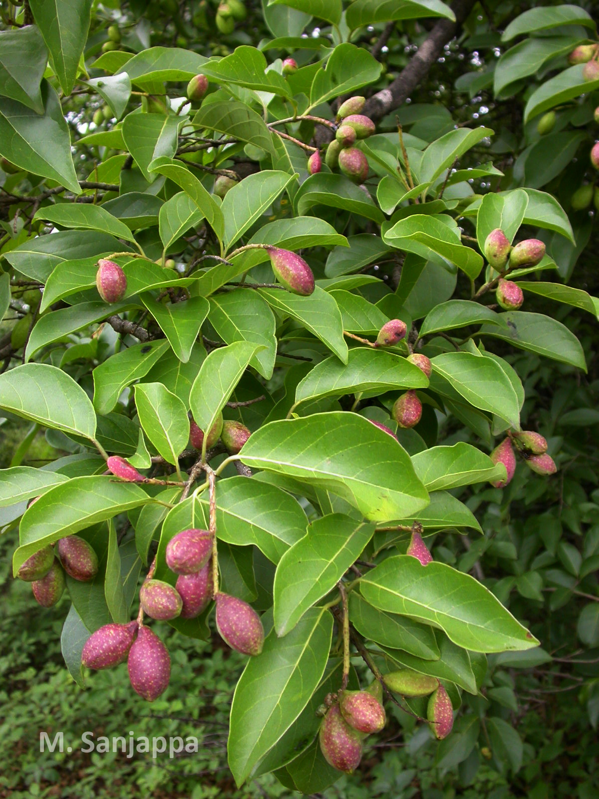 India Flora Online