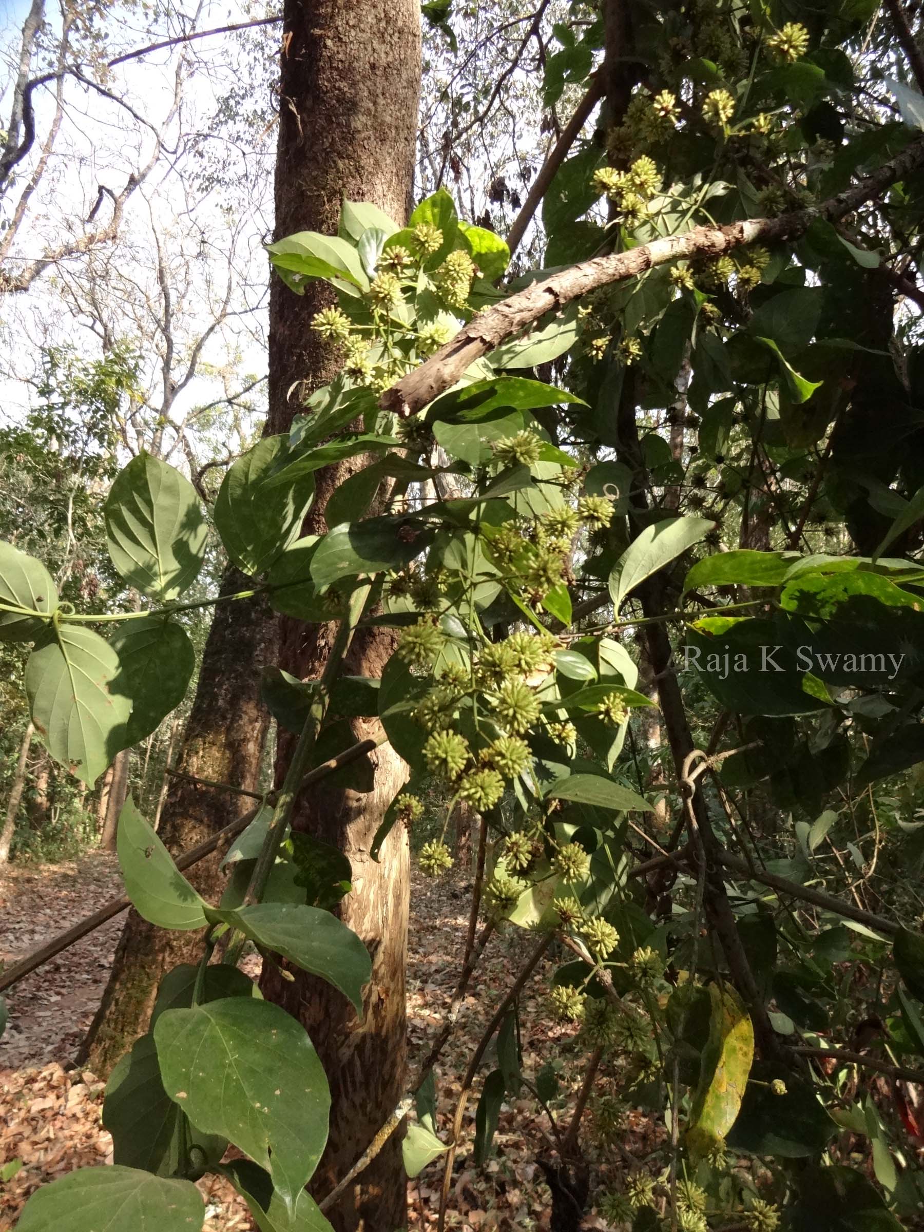 India Flora Online