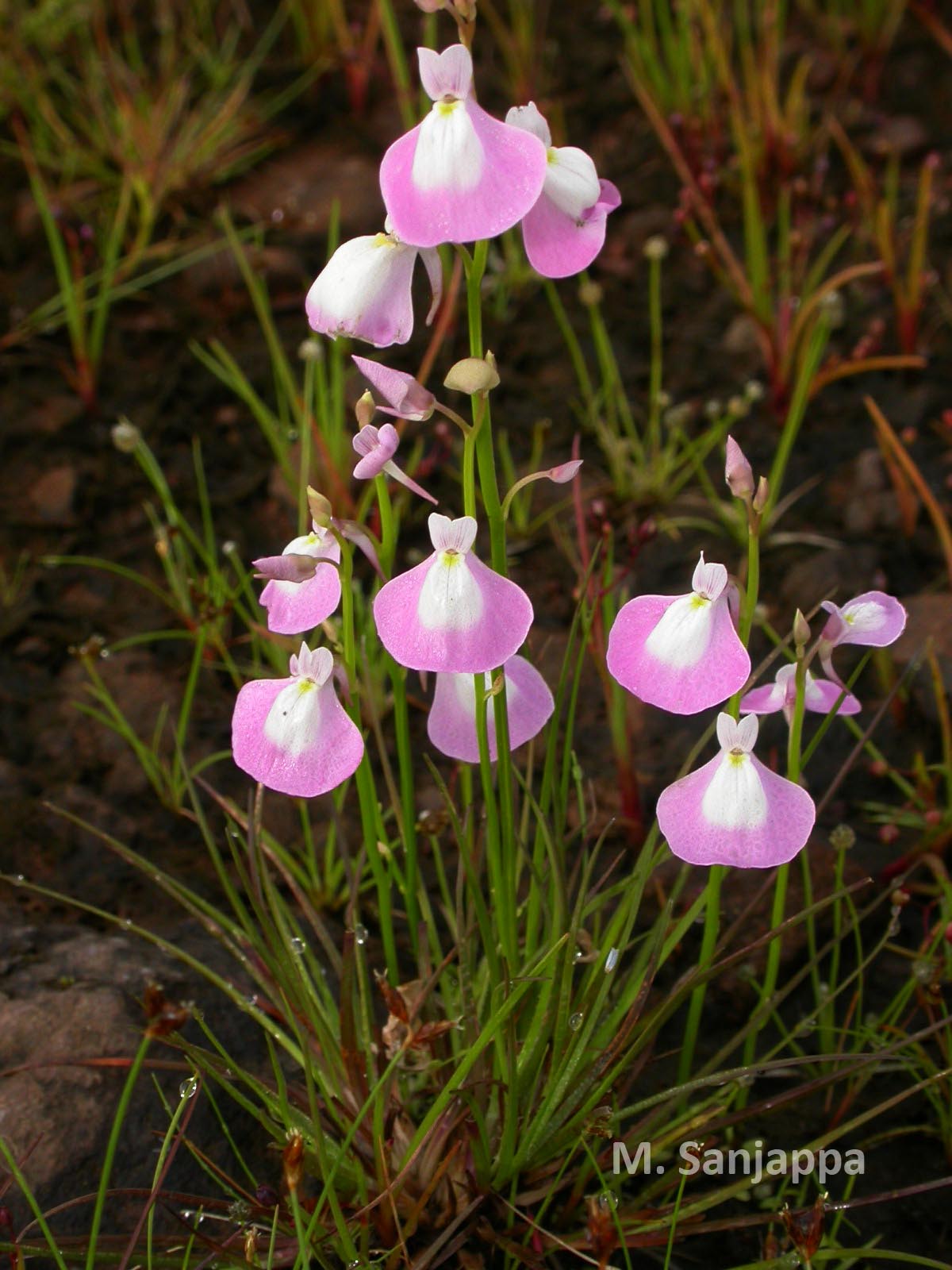 India Flora Online
