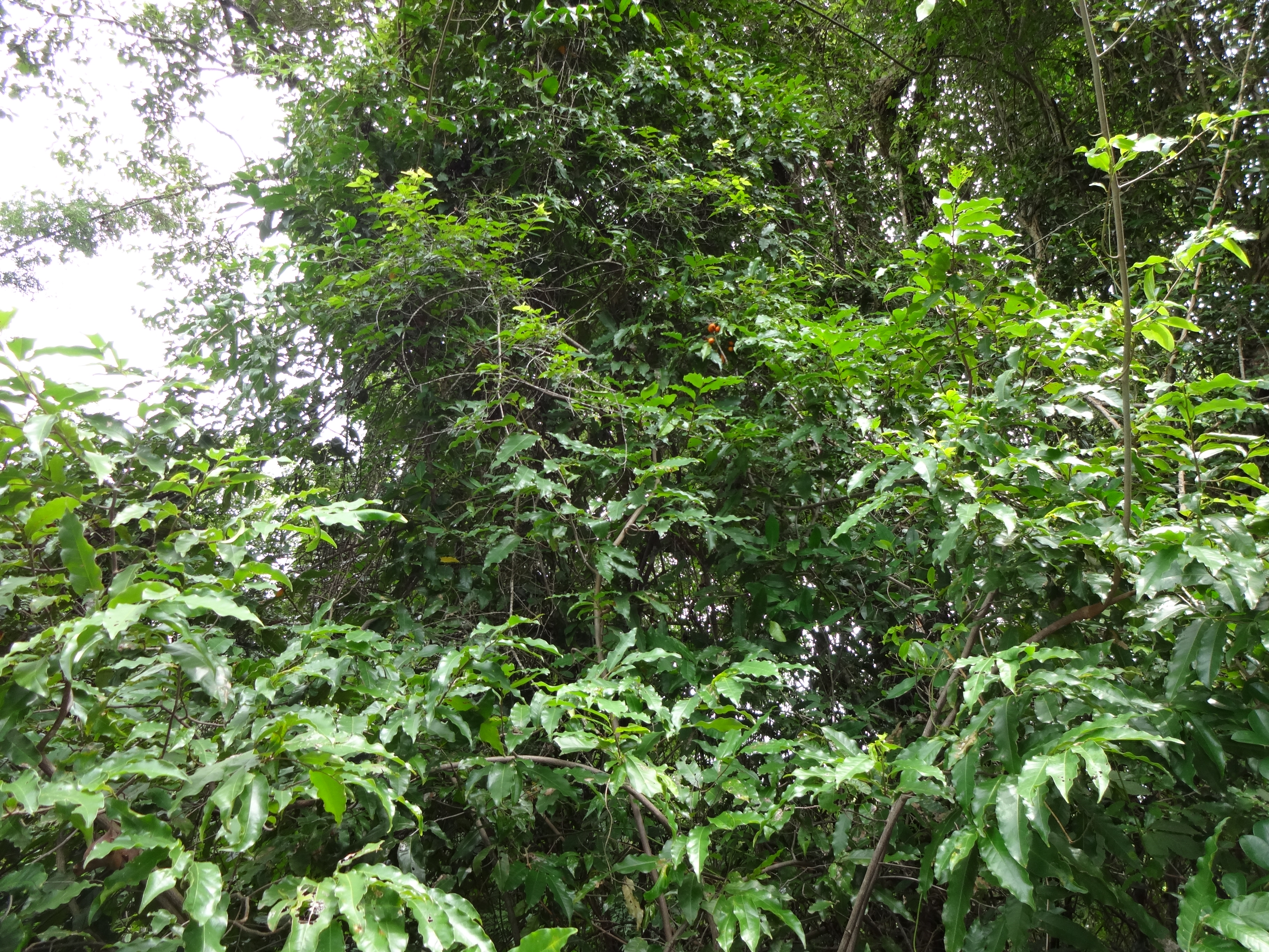 India Flora Online
