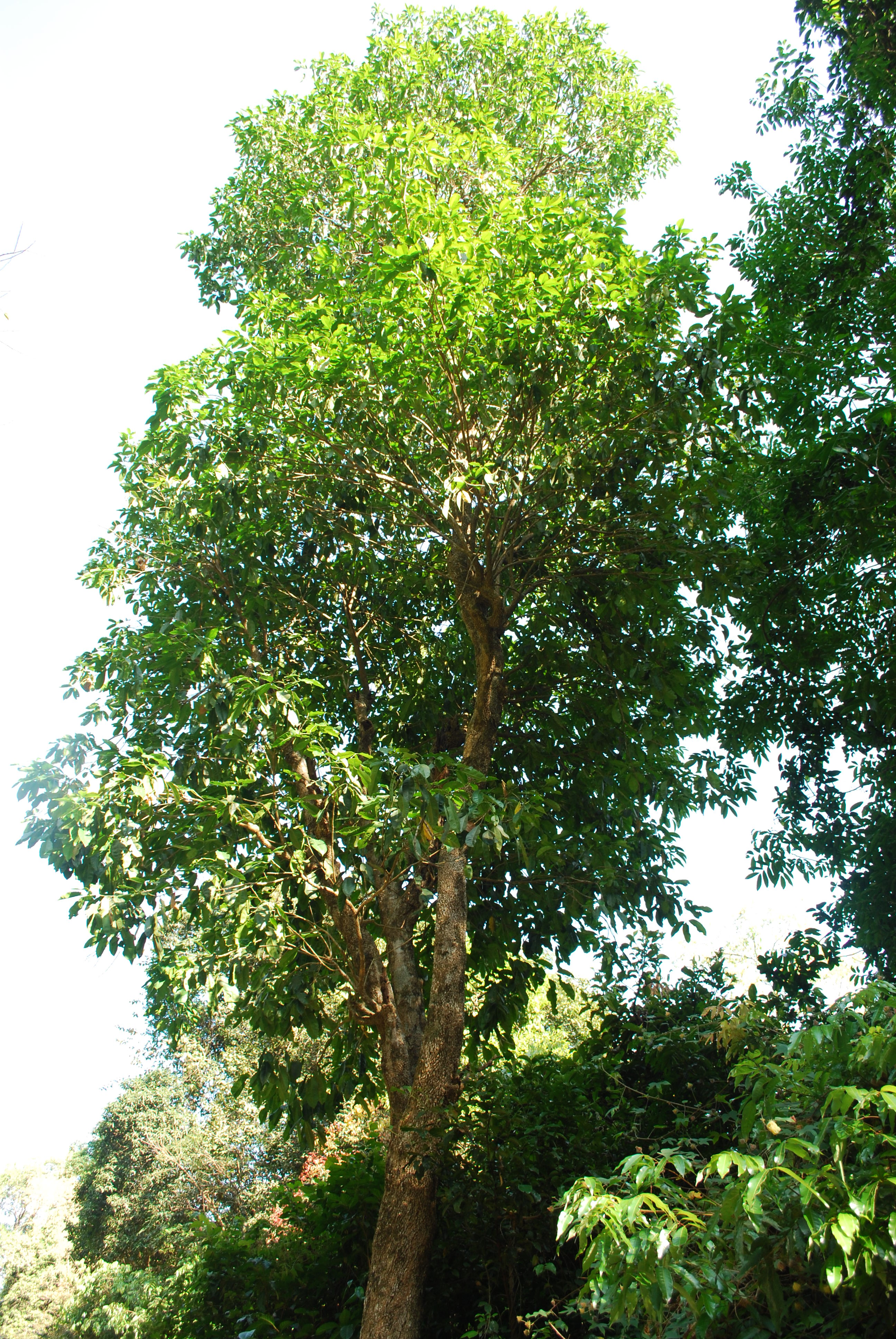 India Flora Online