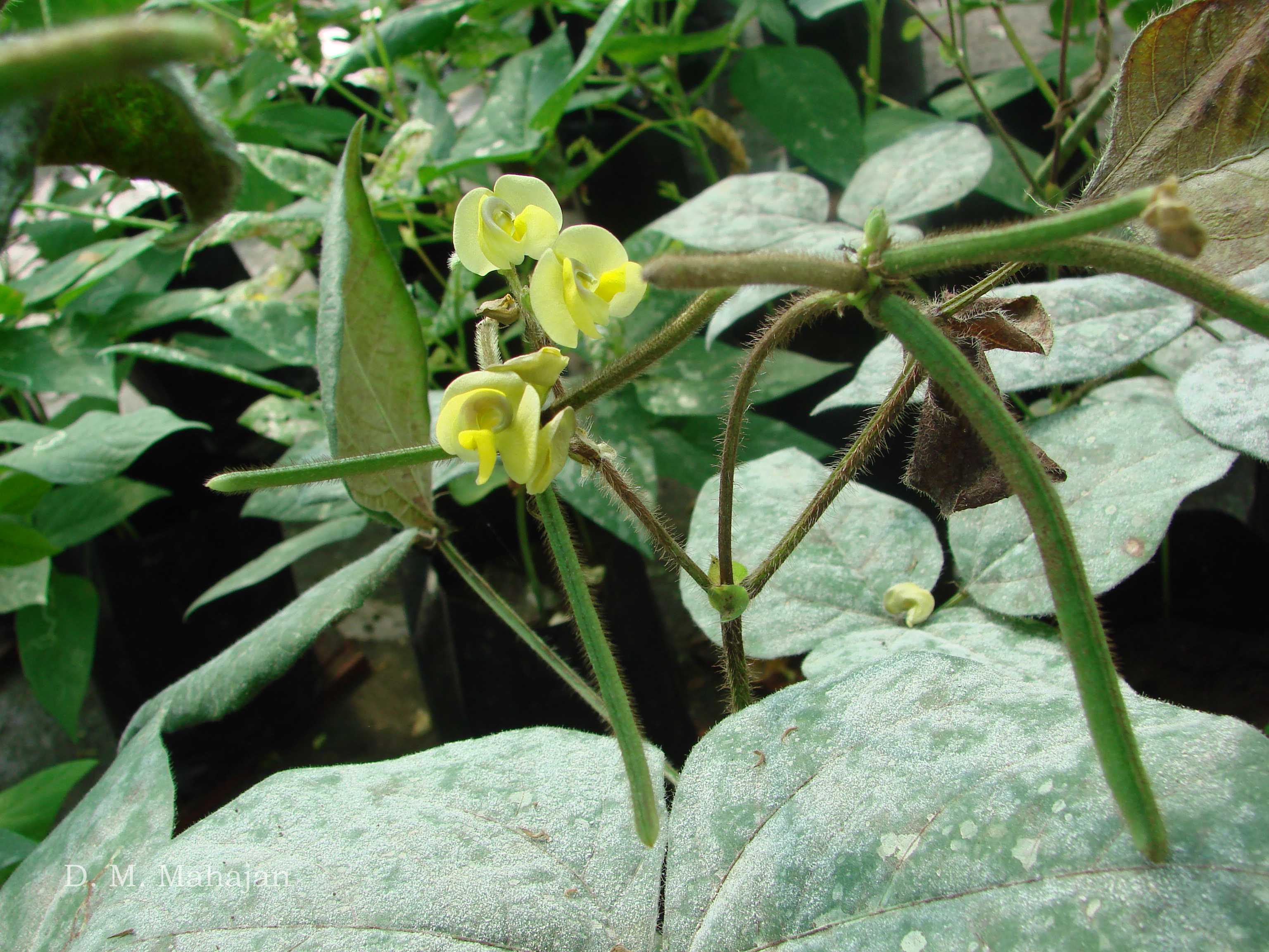 India Flora Online