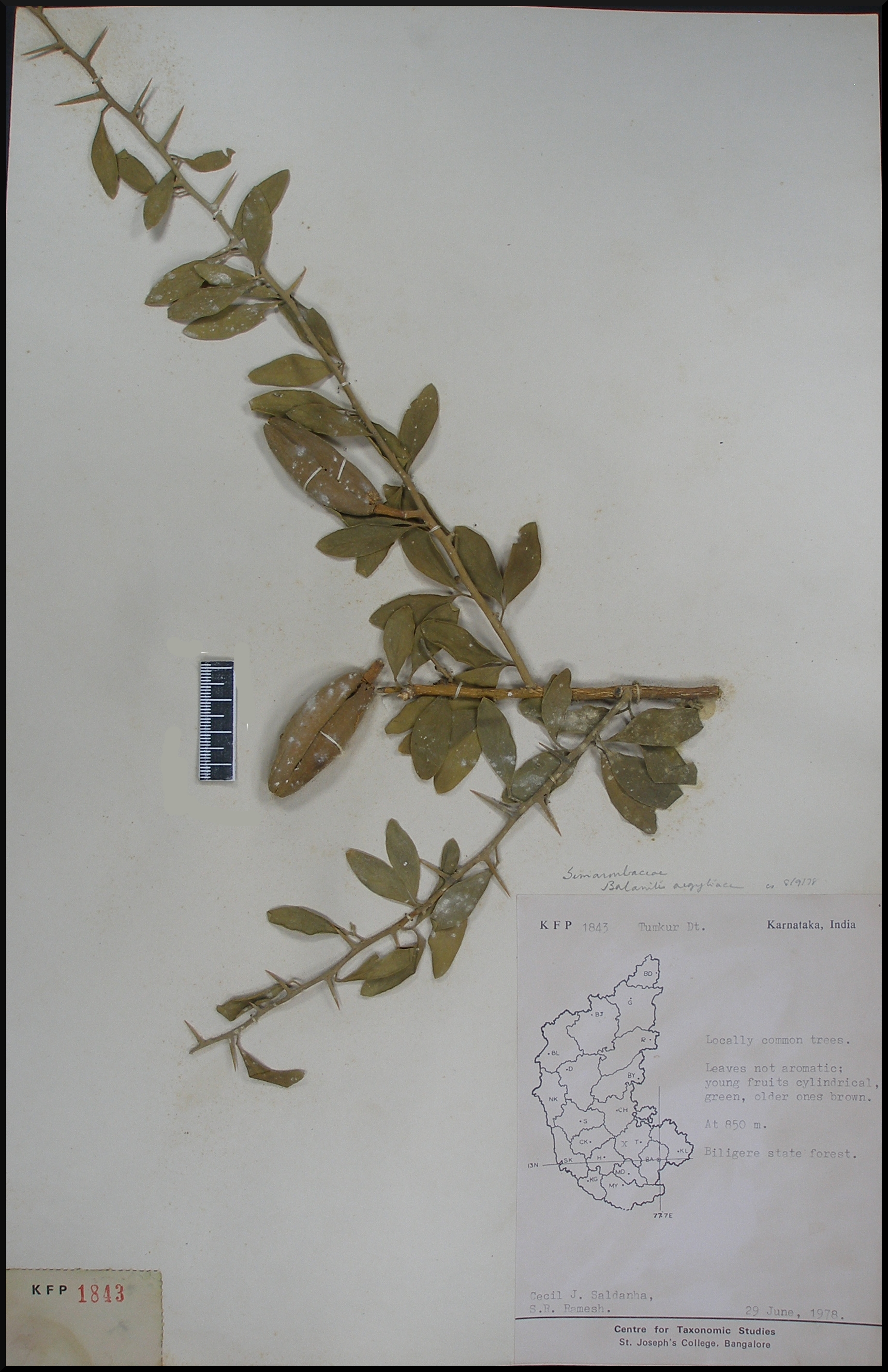 India Flora Online