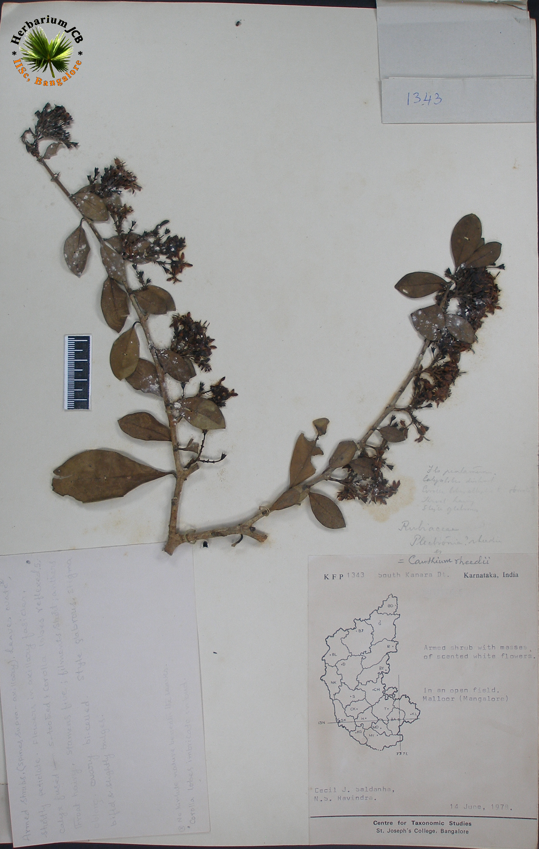 India Flora Online