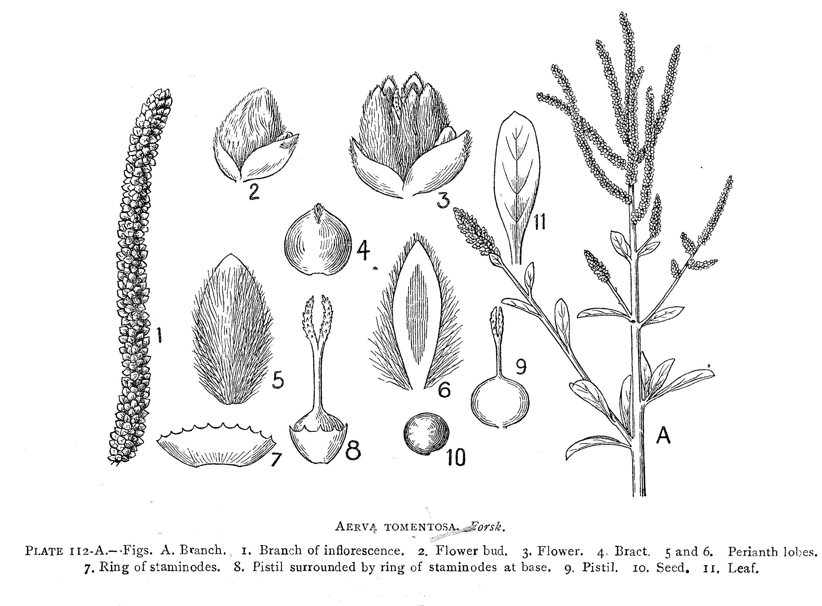 India Flora Online