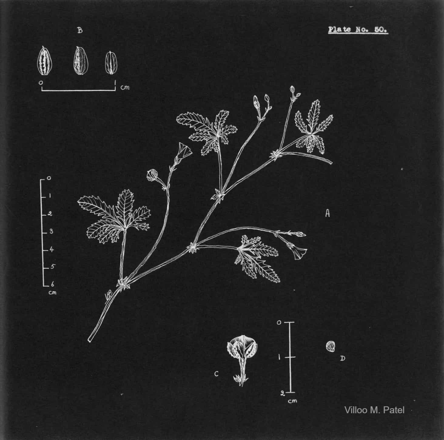 India Flora Online