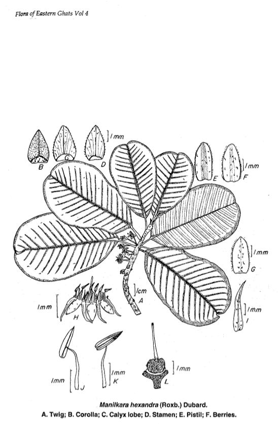 India Flora Online