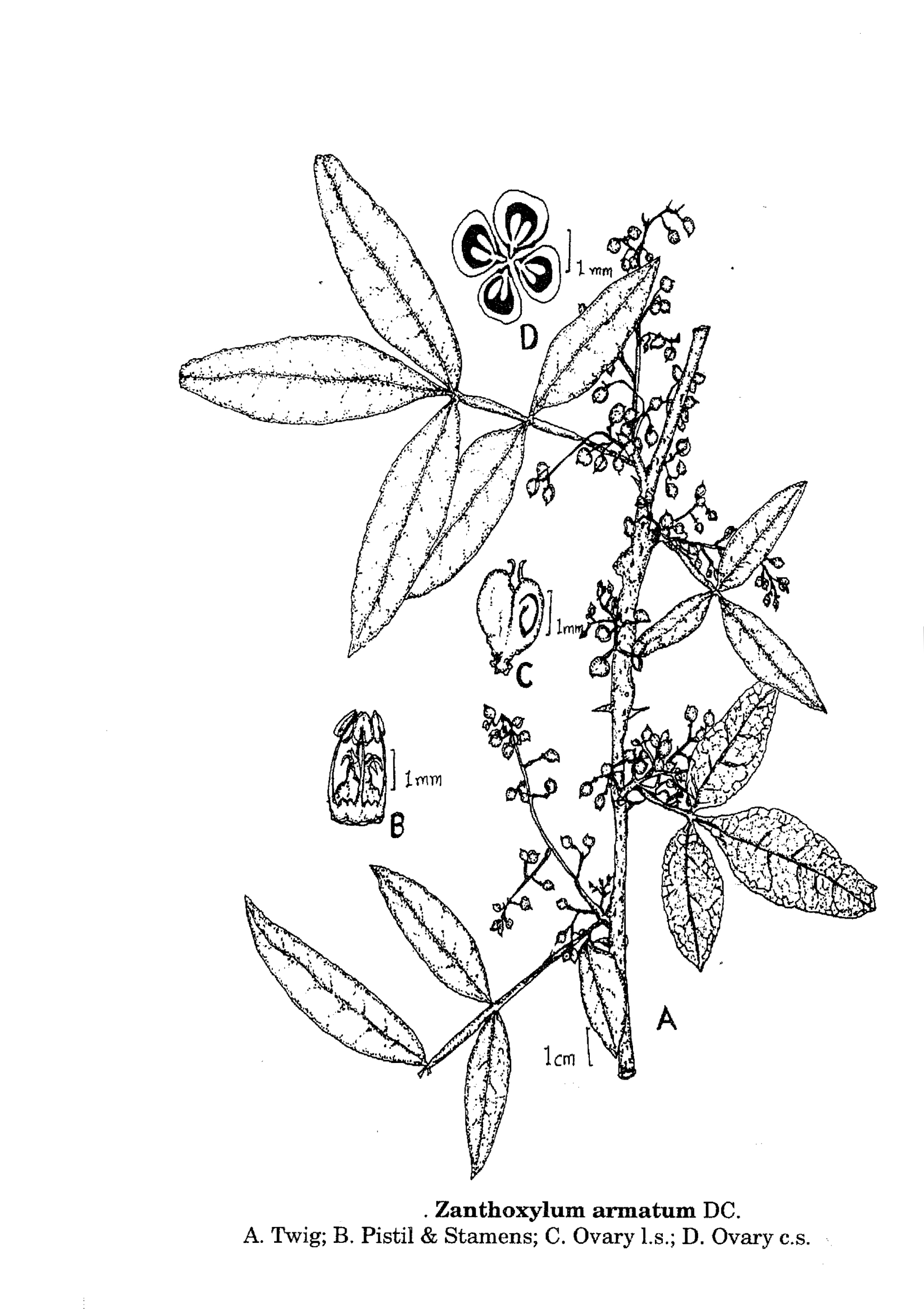 India Flora Online
