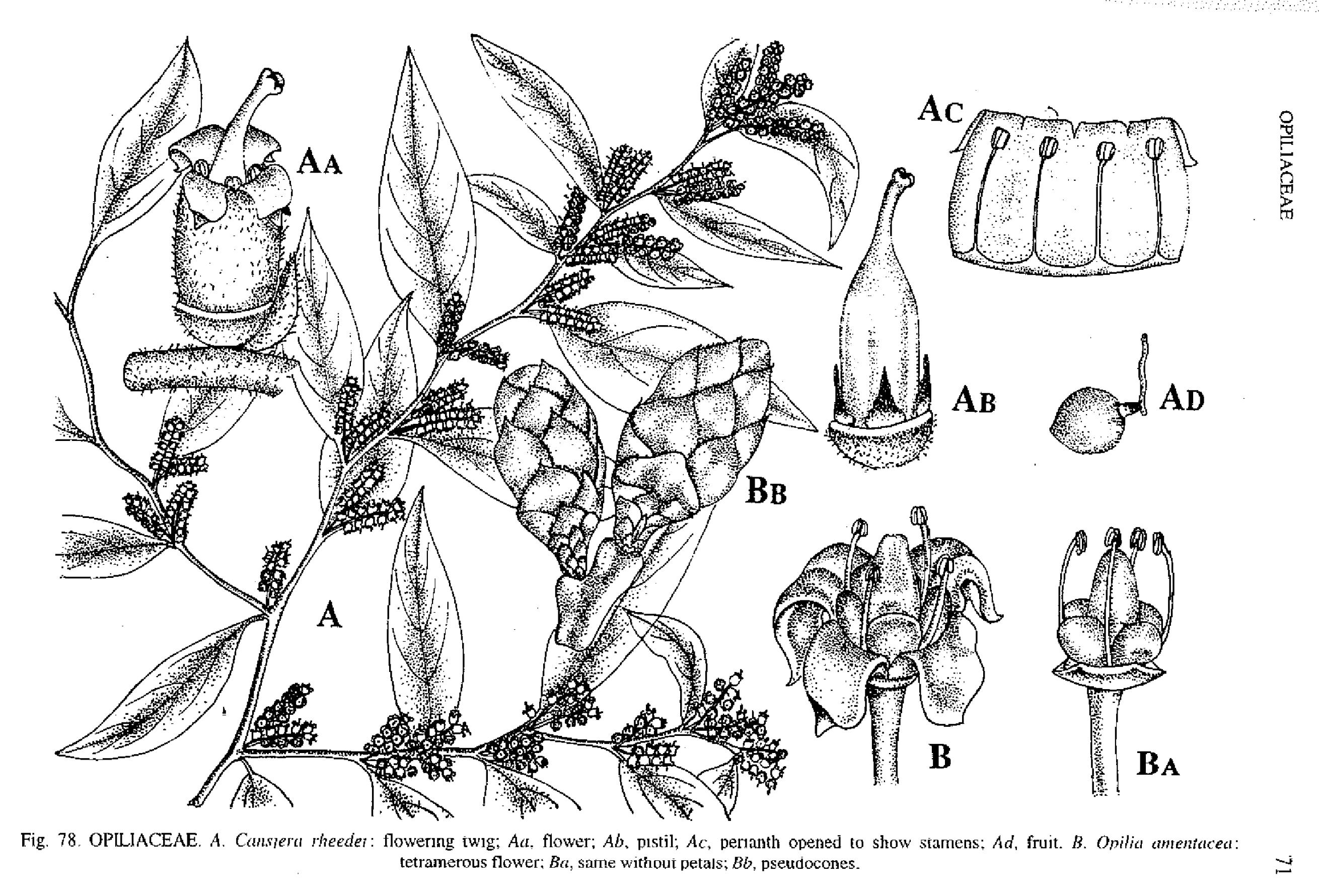 India Flora Online